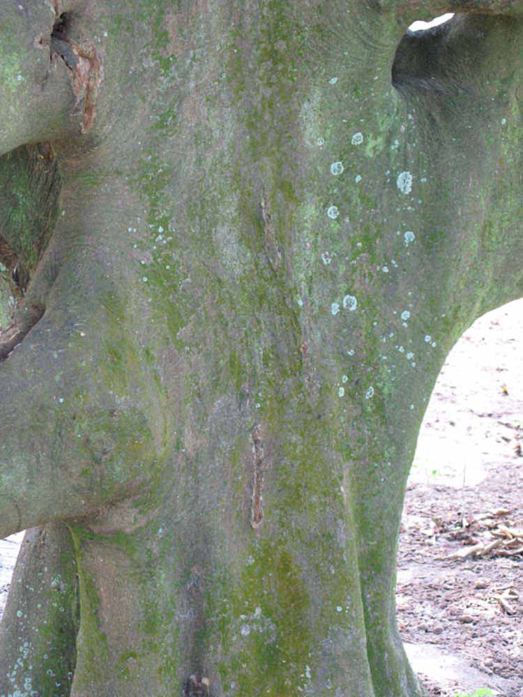            Bark (Winter Haven, FL)      